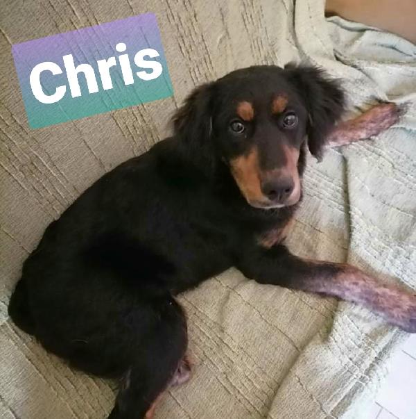 Chris Cucciolo Taglia Media